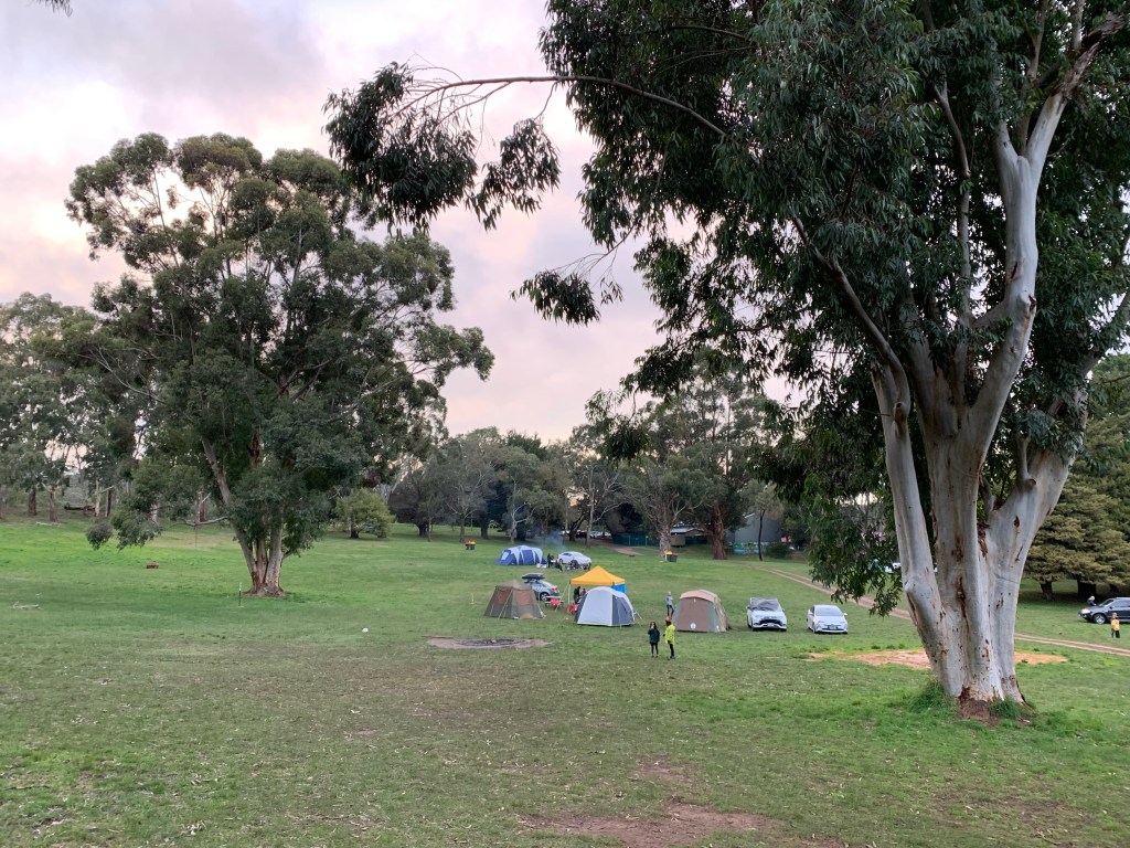 Image of tents set up in a green field, tall gun trees stand at the edges of frame. 